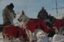 Individuals endure chilly temperatures to engage in dog sledding activities around Saskatoon.